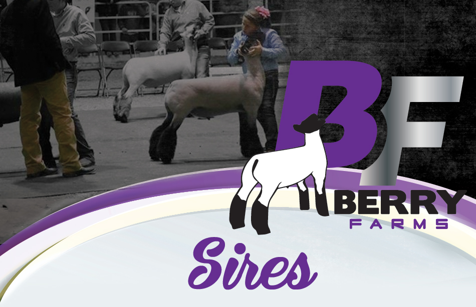 Berry Farms - Sires