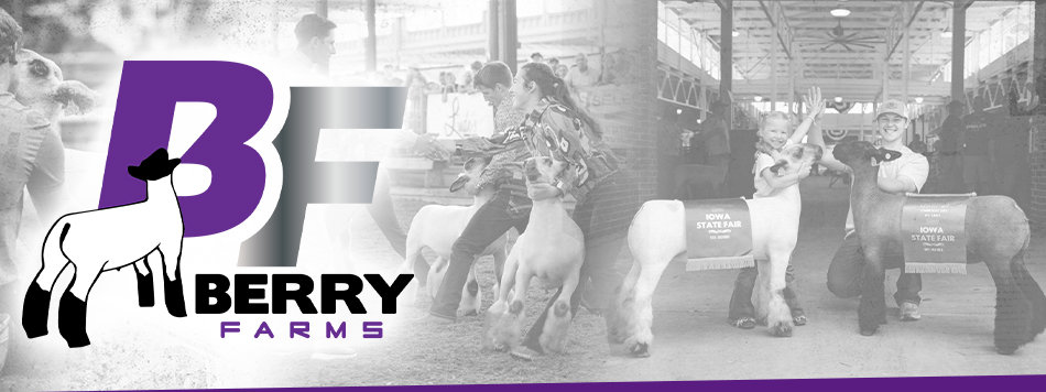 Berry Farms Club Lambs - Sac City, Iowa