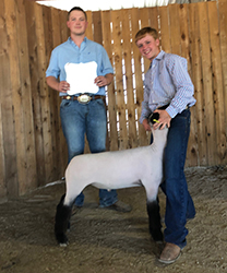Berry Farms Winners