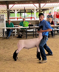 Berry Farms Winners