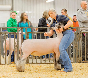 Berry Club Lambs Winners